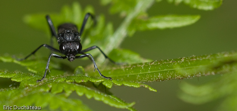 Sapygina decemguttata