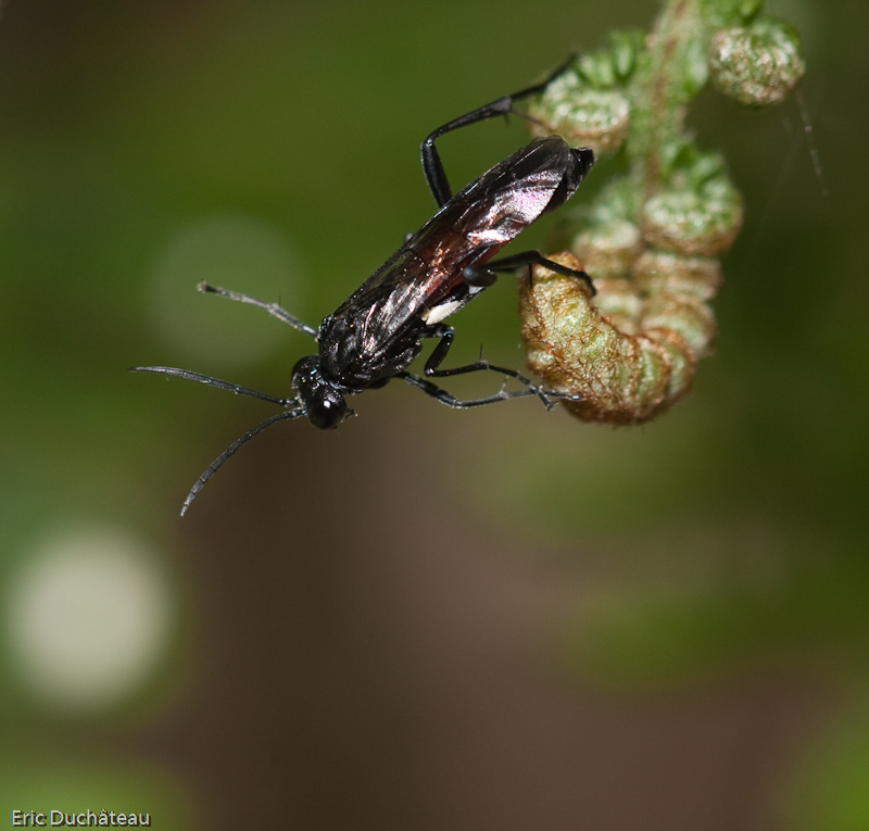 Sapygina decemguttata