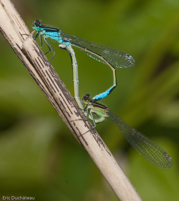 Ischnura elegans