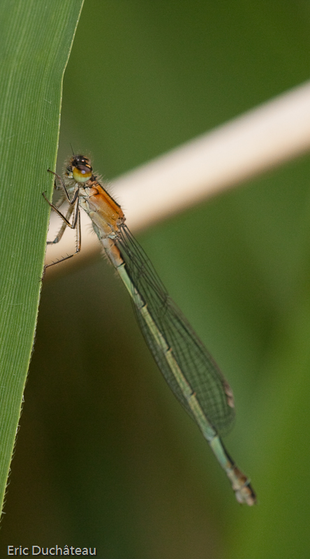 Lestes barbarus