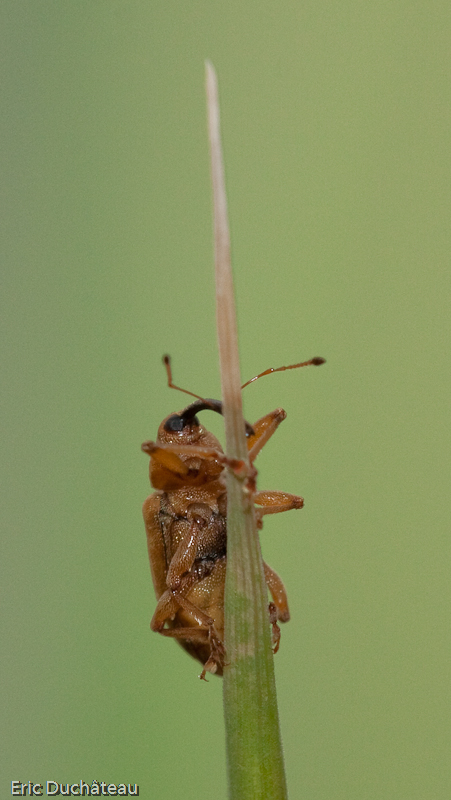 Curculio venosus