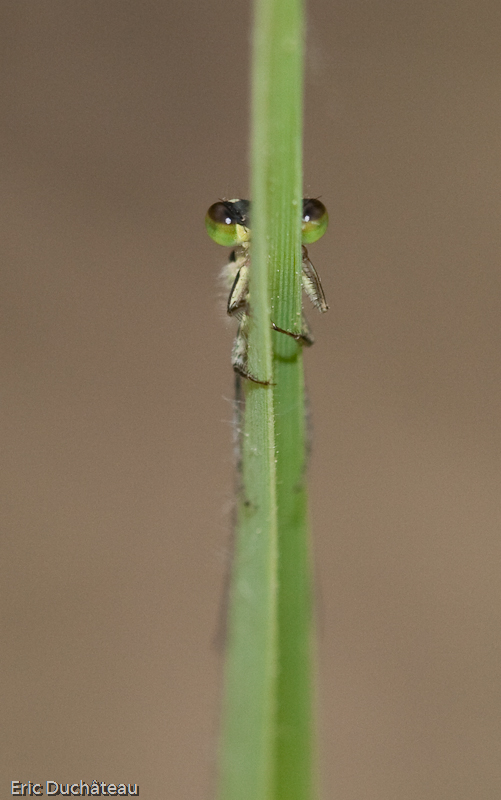 Agrion