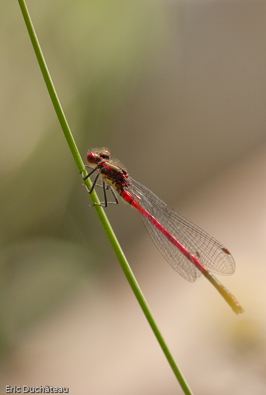 Pyrrhosoma nymphula