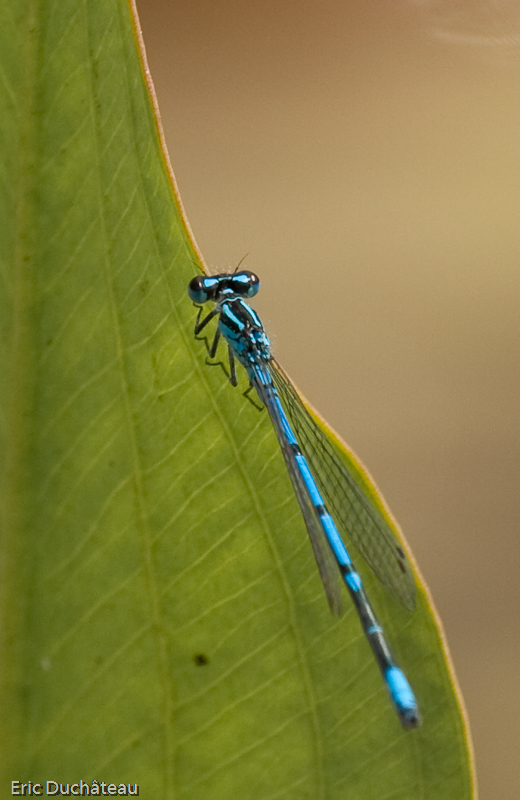 Coenagrion puella