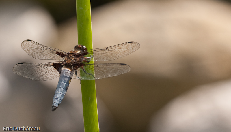 Libellula depressa