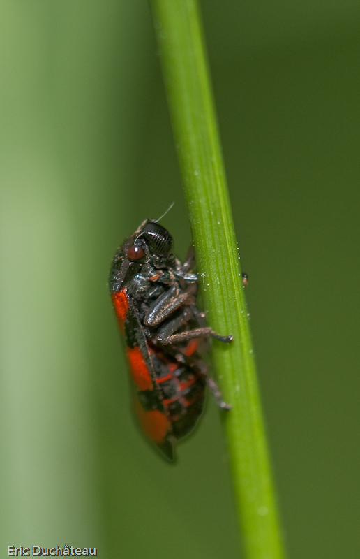 Cercopis vulnerata