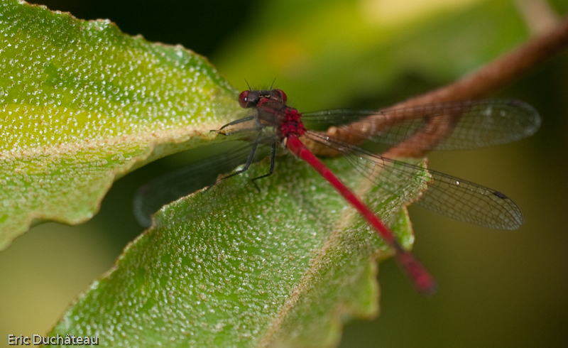 Pyrrhosoma nymphula