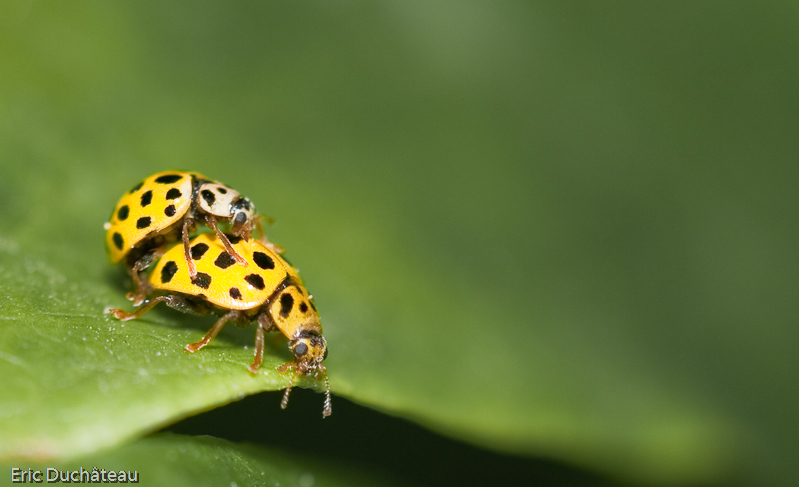 Thea vigintiduopunctata