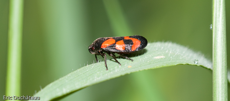 Cercopis vulnerata