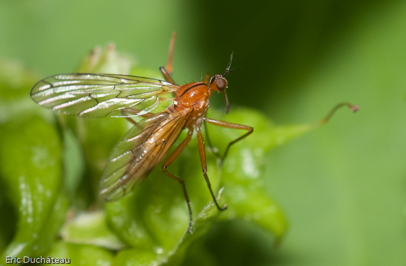 Asilidae
