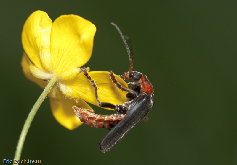 Cantharis fusca