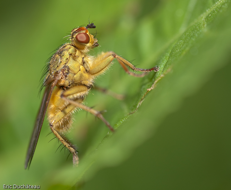 Scatophaga stercoraria