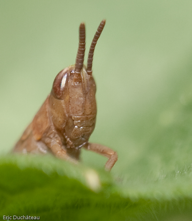 Chorthippus albomarginatus