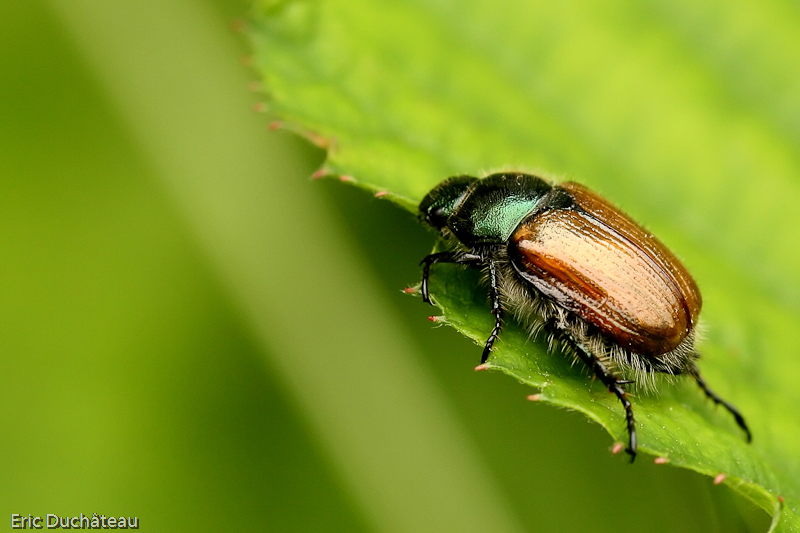 Melolontha melolontha