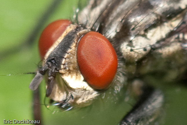 Musca domestica
