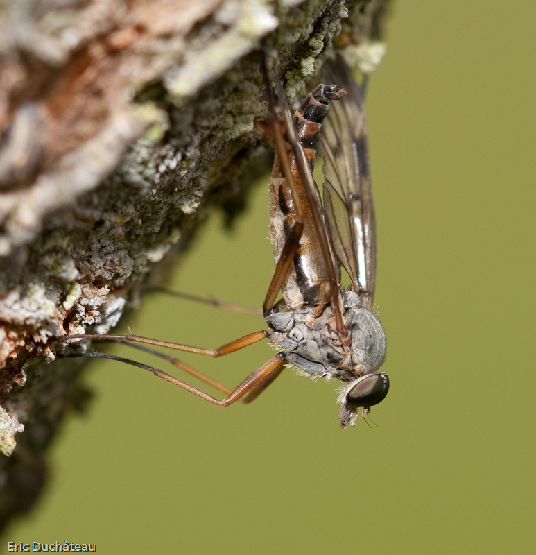 Rhagio scolopaceus