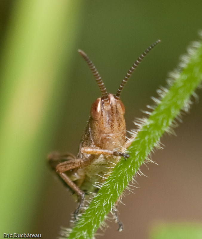 Chorthippus albomarginatus
