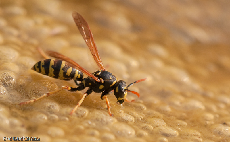 Vespula vulgaris