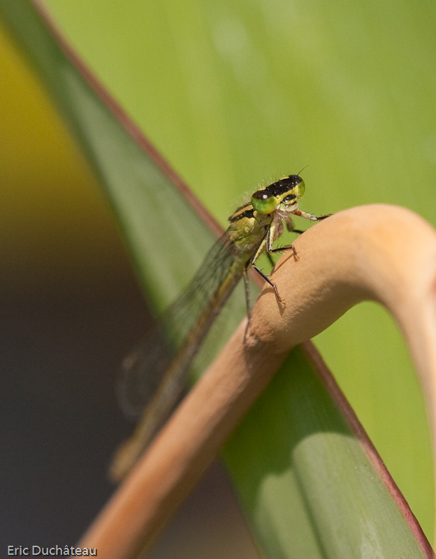 Coenagrion puella