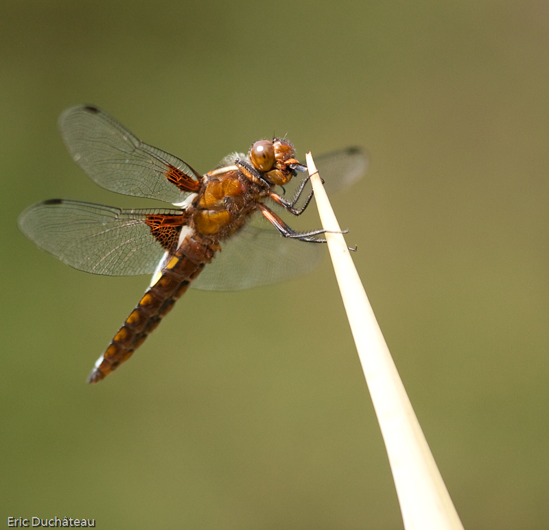 Libellula depressa