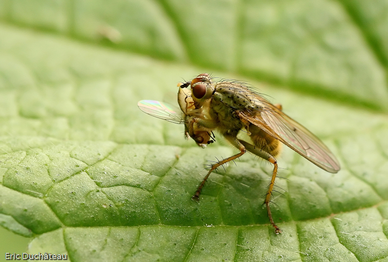 Scatophaga stercoraria