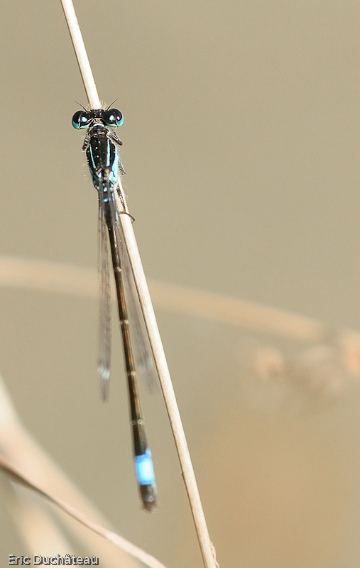 Ischnura elegans