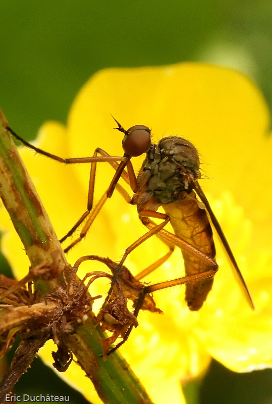 Empis tesselata