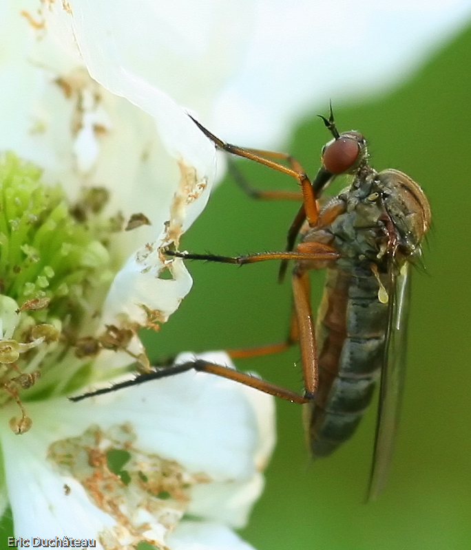 Empis  tesselata