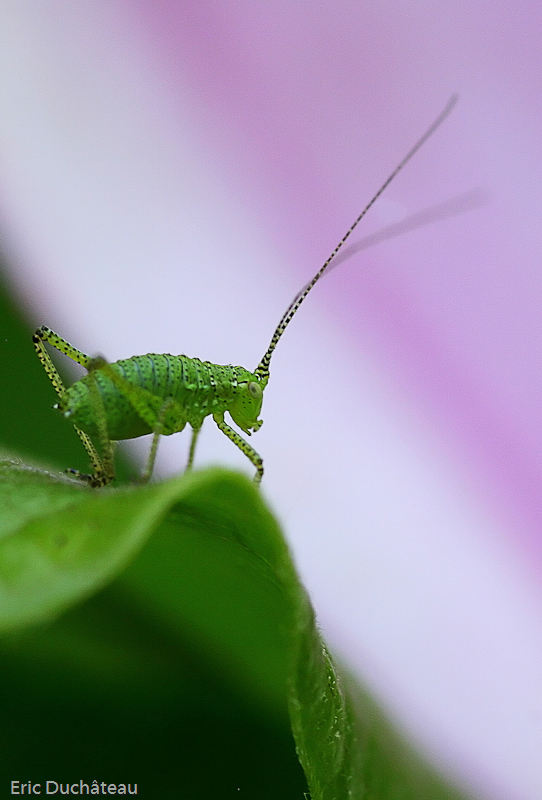 Leptophyes punctatissima