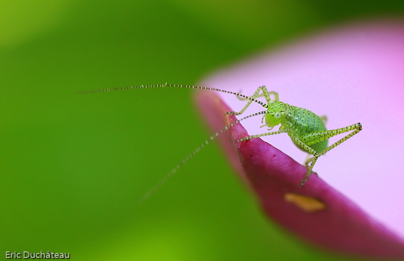 Leptophyes punctatissima