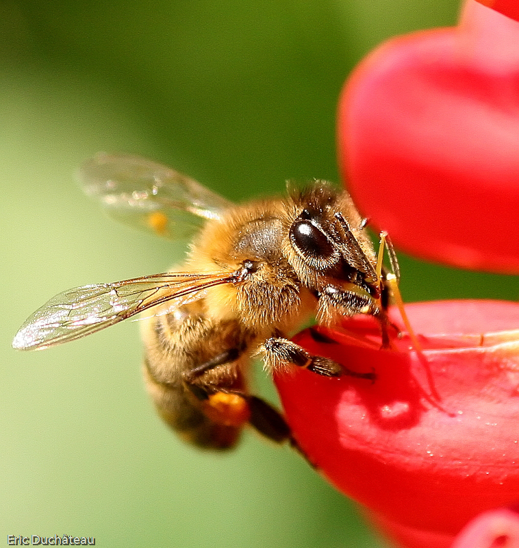 Apis mellifera