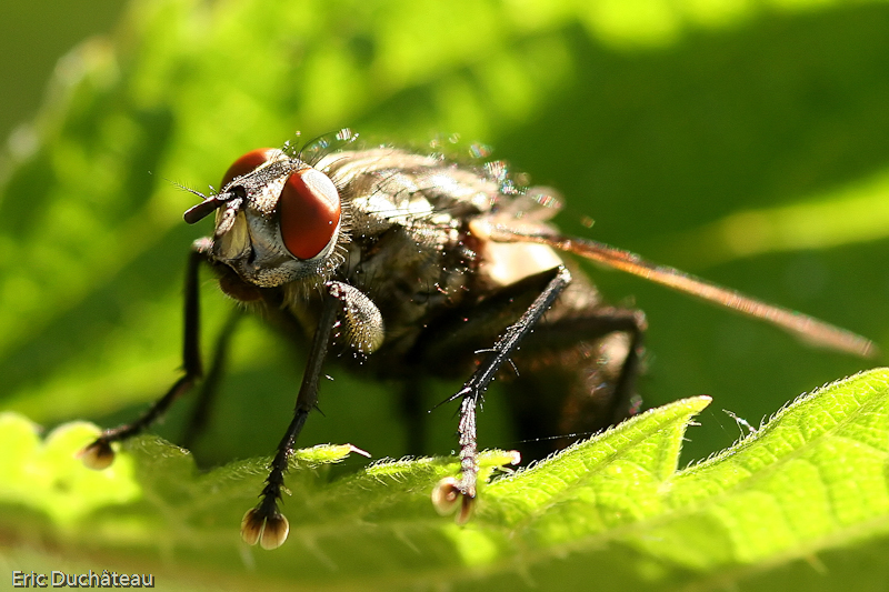 Musca domestica