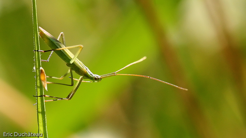 Stenodema laevigatum