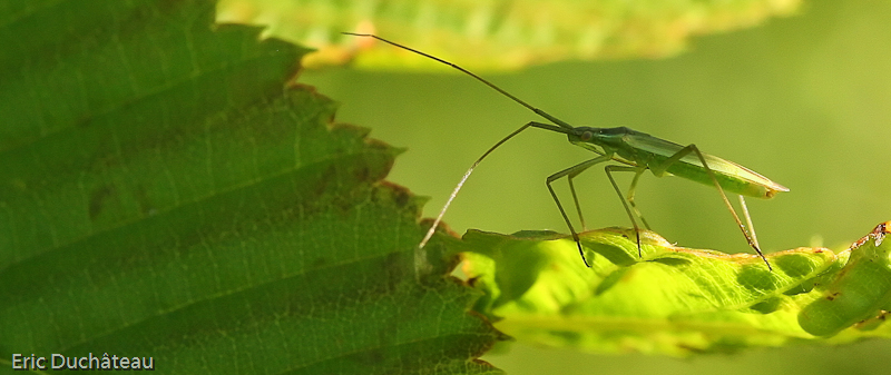 Stenodema laevigatum