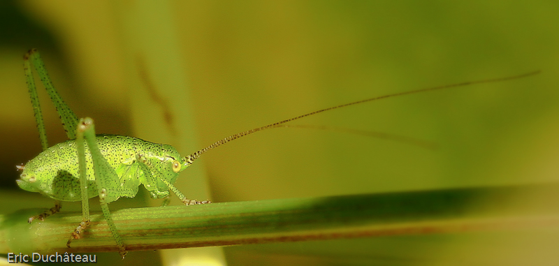Leptophyes punctatissima