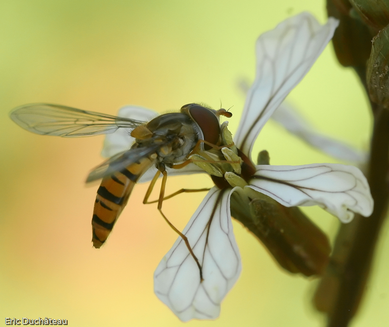 Episyrphus balteatus