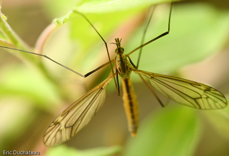 Tipula sp.