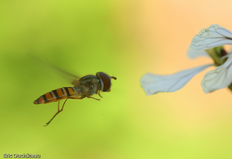 Episyrphus balteatus
