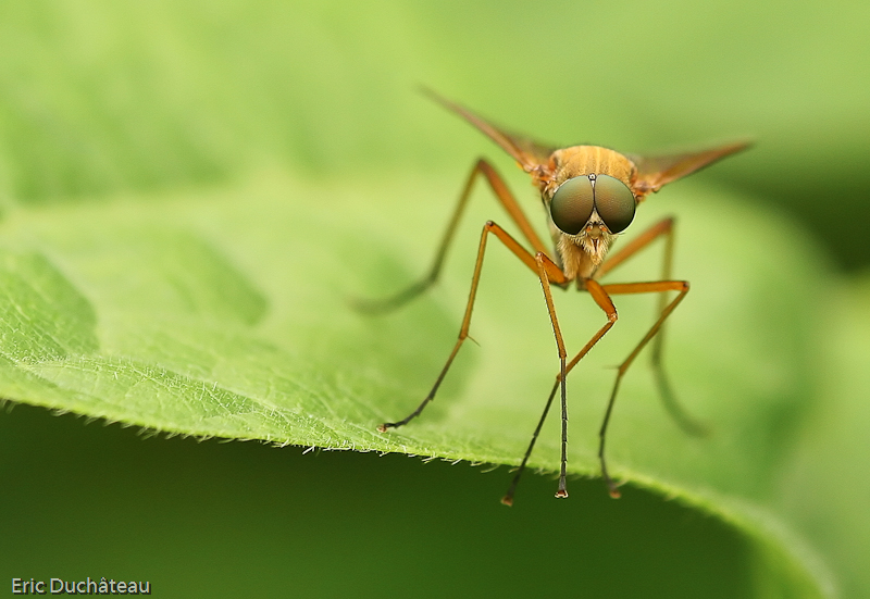Rhagio tringarius