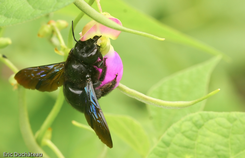 Xylocopa violacea