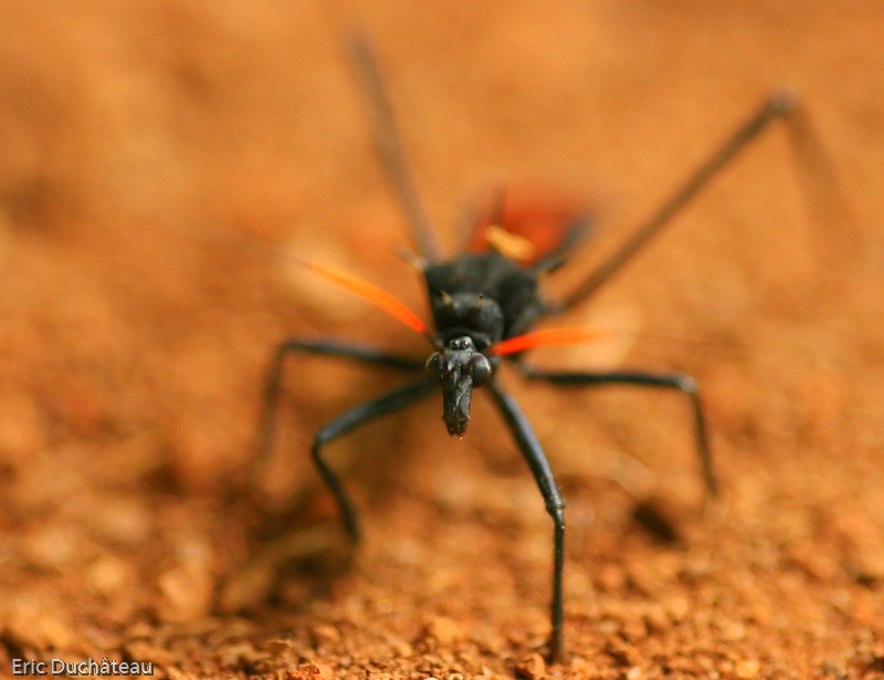 Pepsis sp.