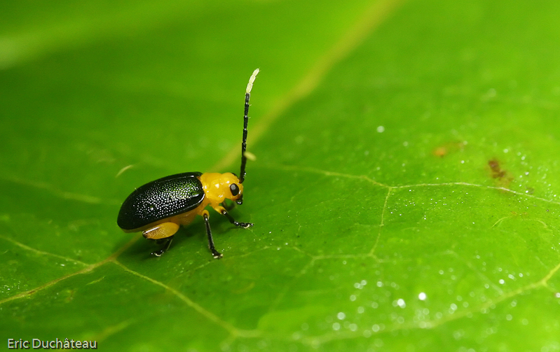 Coléoptère