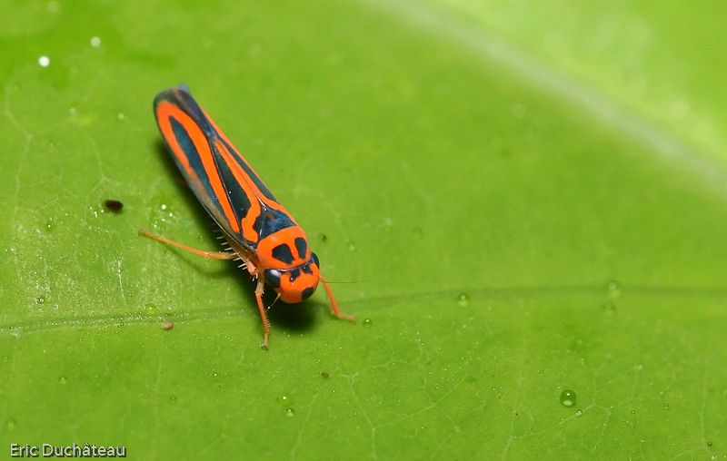 Cicadelle sp.