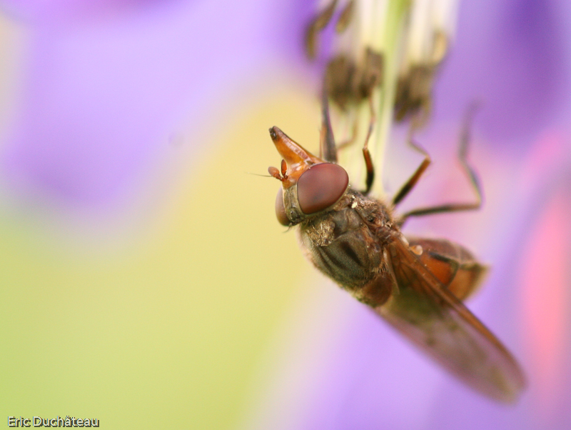 Rhingia campestris