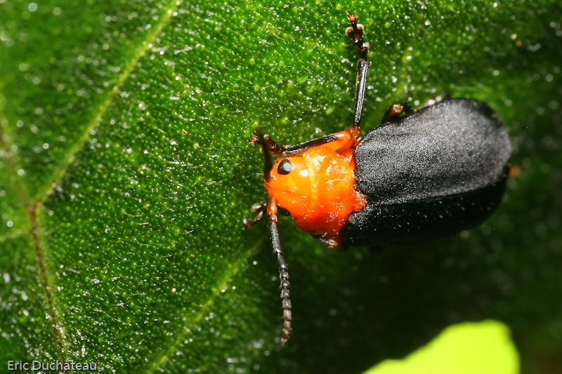 Coléoptère