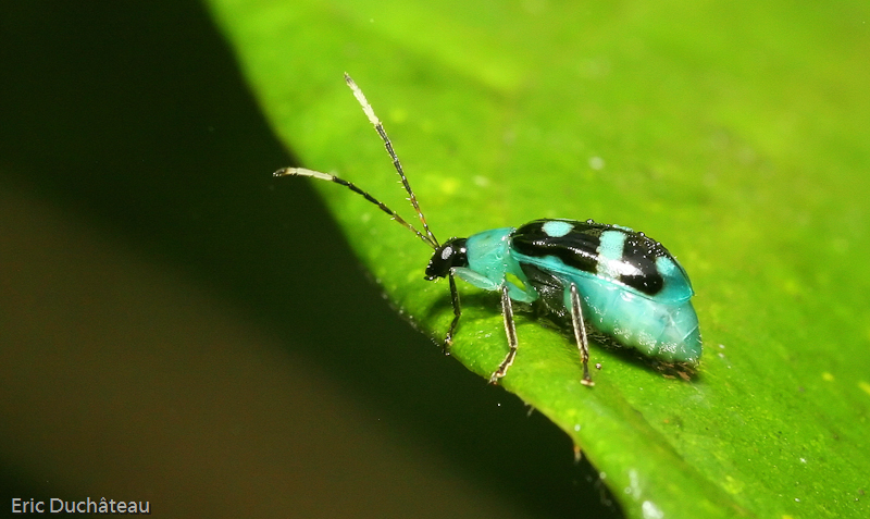 Coléoptère