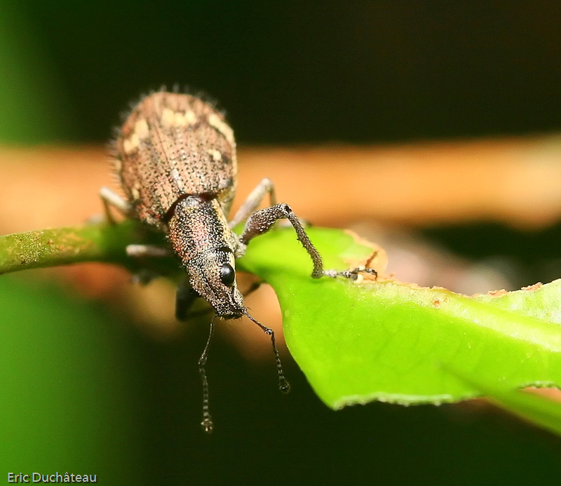 Curculionidae
