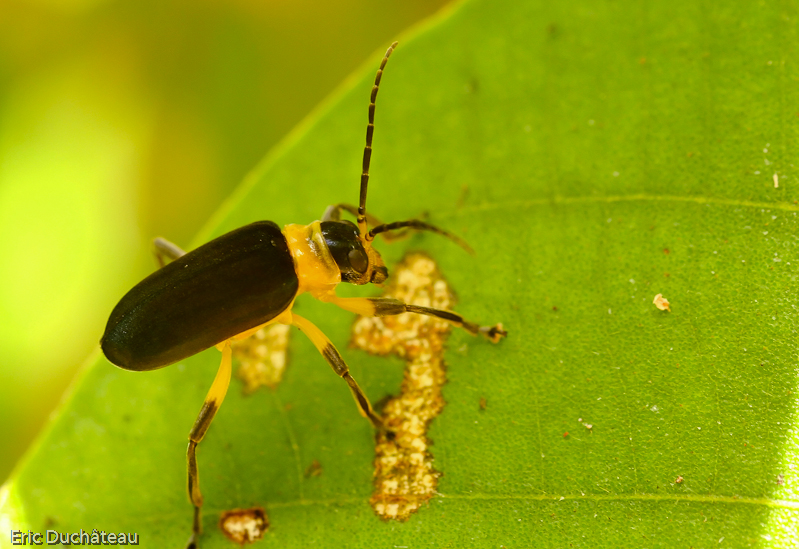 Coléoptère
