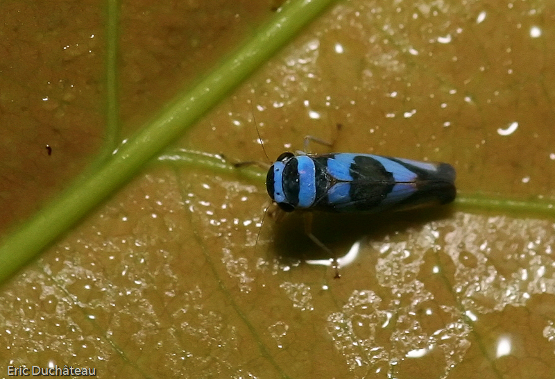 Cicadelle sp.