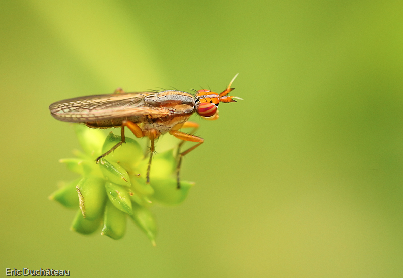 Limnia unguicornis